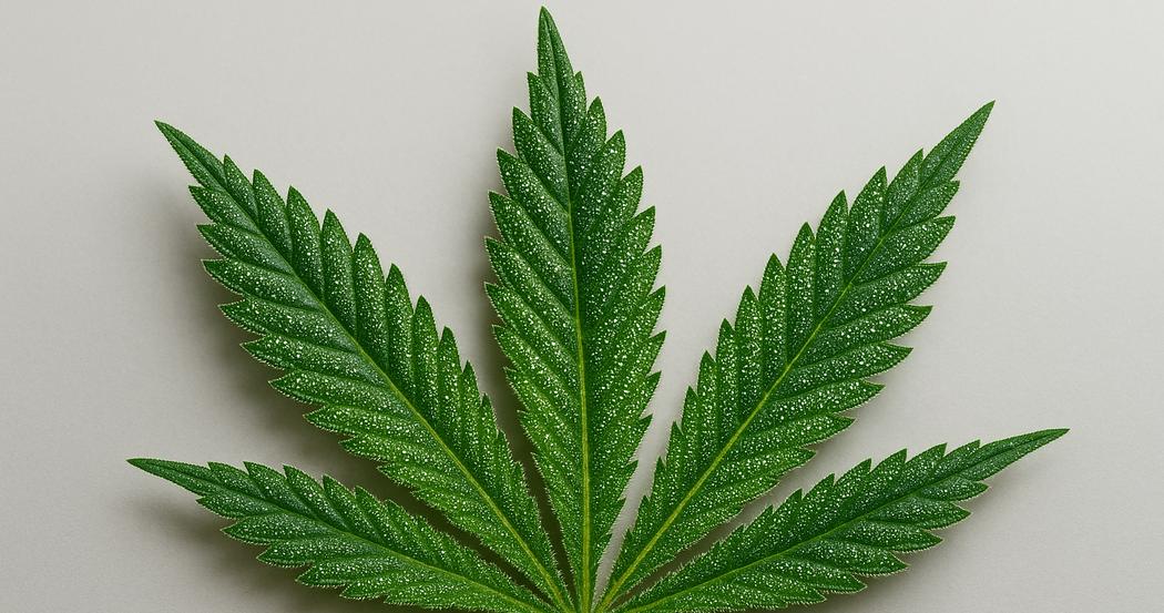 AI Generated Image: Low side angle macro image of cannabis leaf detail with sparkling resin trichomes and fine serrations against neutral light-gray background under soft studio lighting.