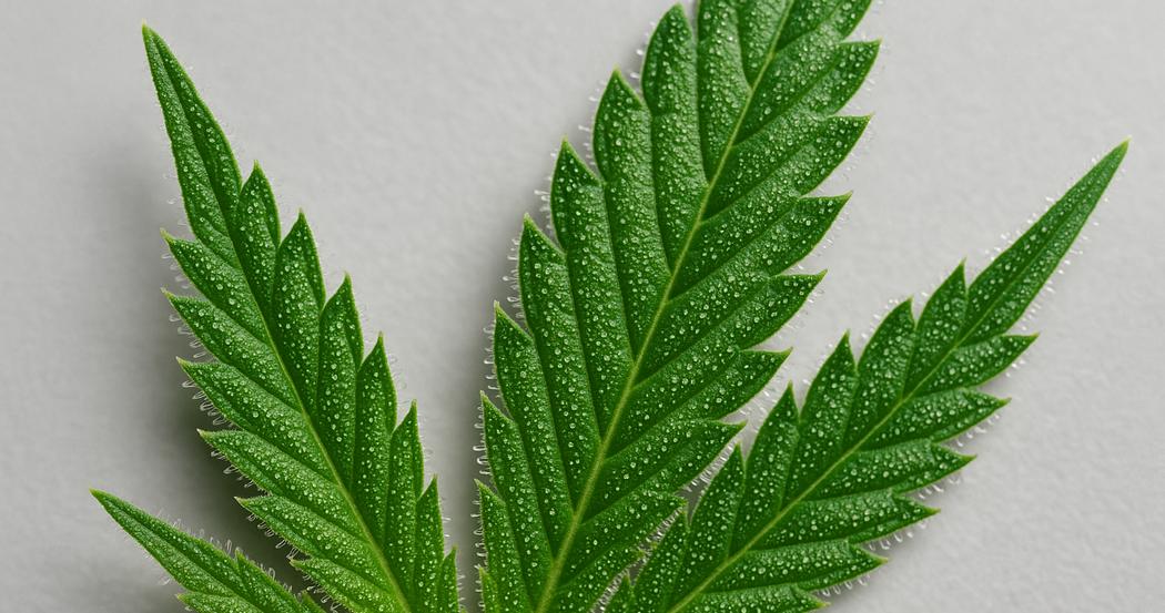 AI Generated Image: Low side angle macro studio image of a cannabis leaf showing fine serrations and trichomes on a neutral light-gray background with soft warm lighting.