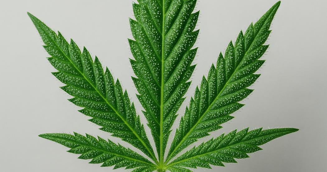 AI Generated Image: Detailed macro top-down view of cannabis leaf showing fine serrations and sparkling trichomes on neutral light-gray background