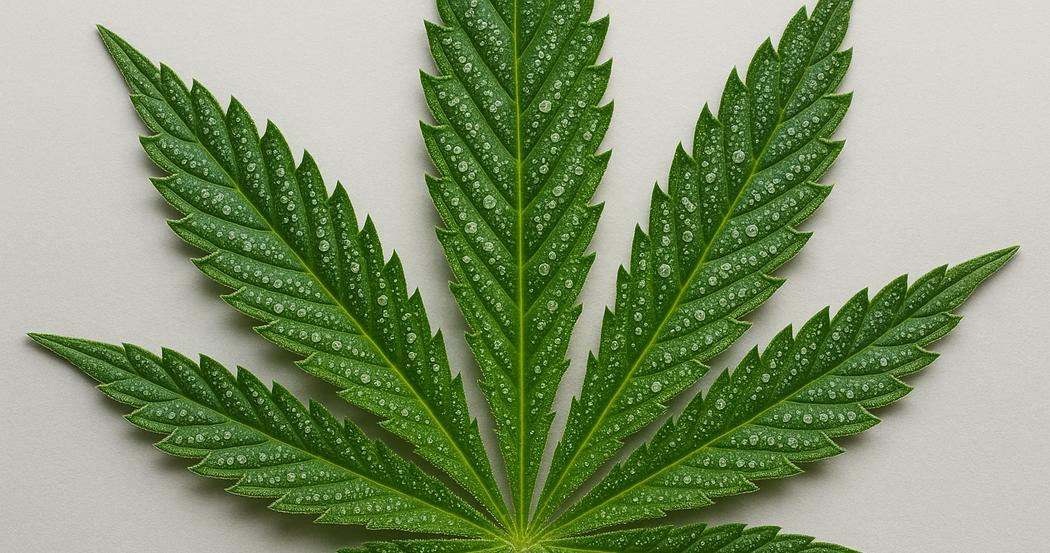 AI Generated Image: Top-down macro view of a cannabis leaf detail with fine serrations and dense milky trichomes on light gray background