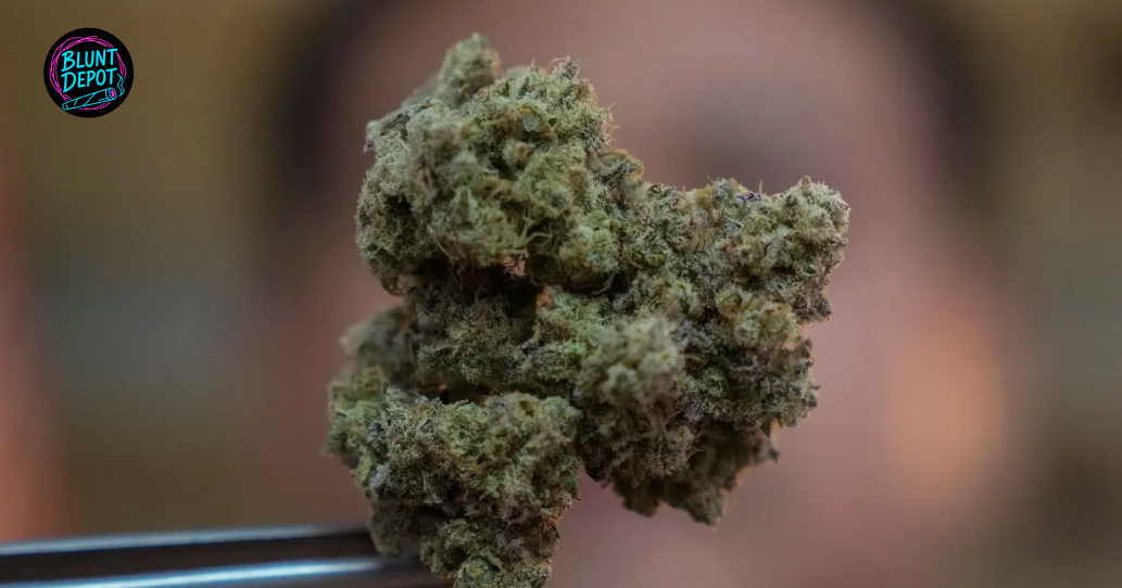 A single, dense dried cannabis bud held up by tweezers.