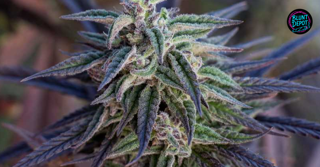 Purple Cannabis Flower Close Up