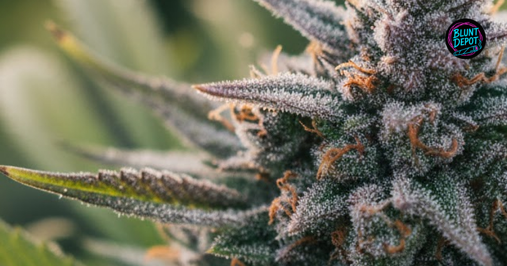 THCA delivery in La Marque illustrated cannabis bud and products