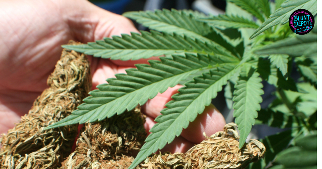 THCA delivery service operating in Jourdanton Texas