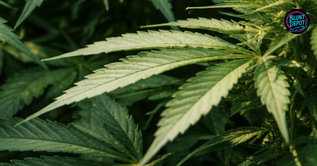 THCA delivery service operating in La Marque Texas