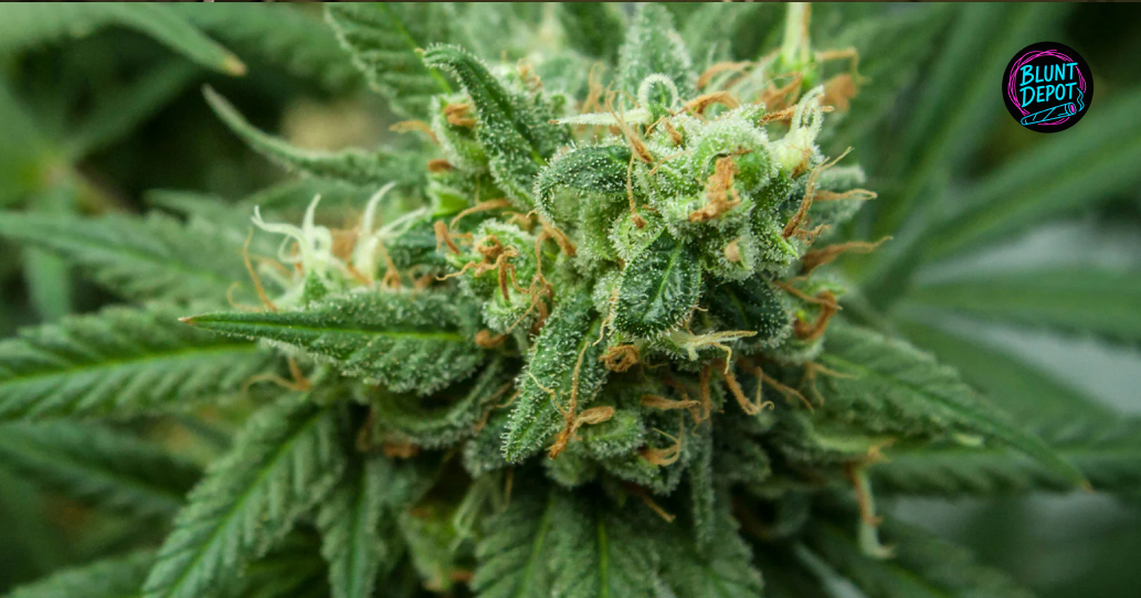 Thca Flowers Delivery