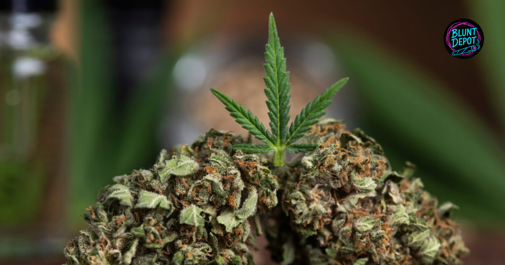 The Essence Of The Bud