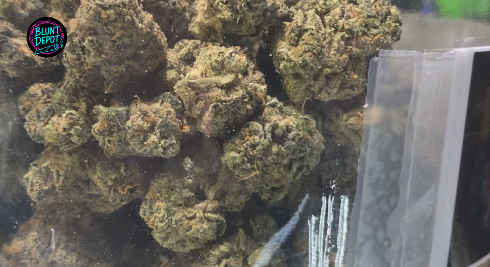 Top Shelf Greenhouse Harvest