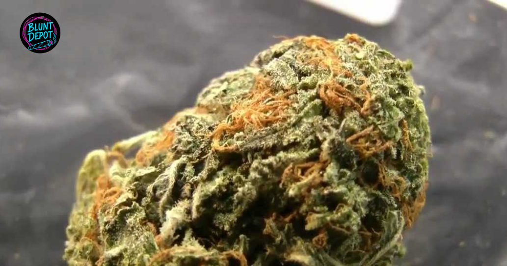 Trichomes And Pistils Up Close