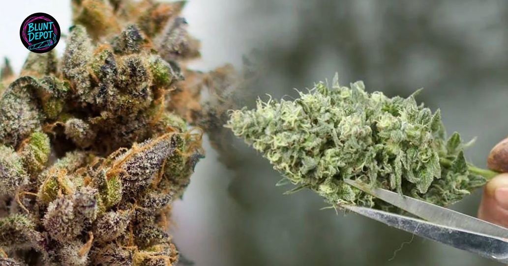 Trimming And Cured Cannabis