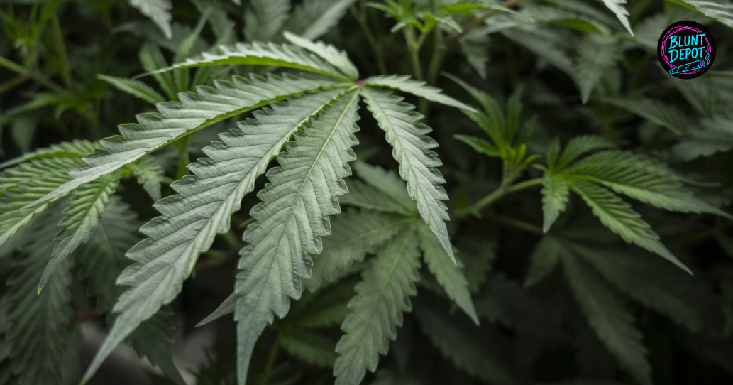 Vibrant Cannabis Foliage Close Up