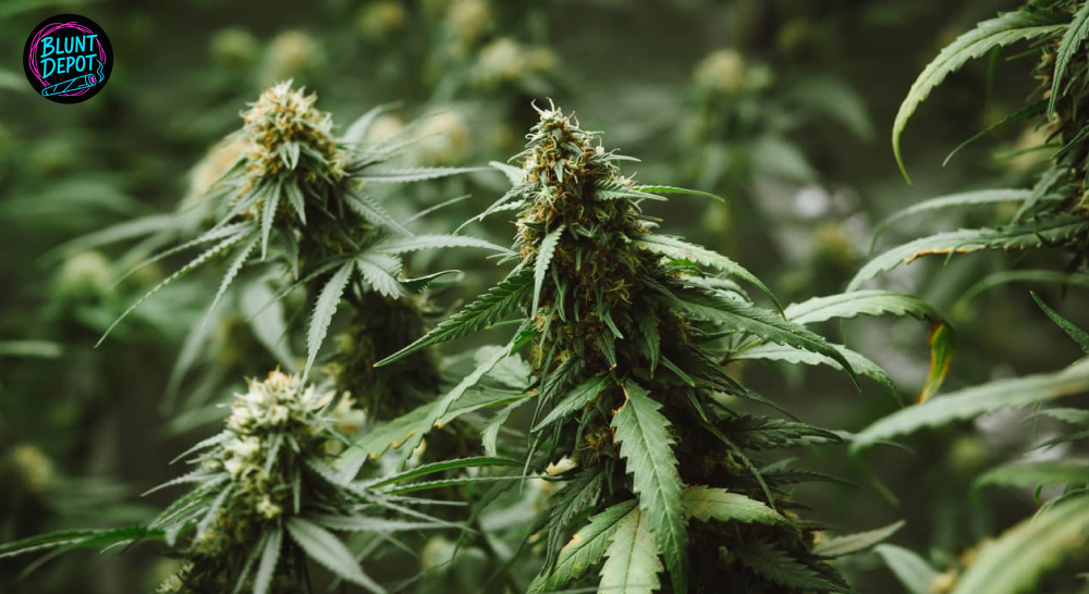 Blue Dream Weed Strain