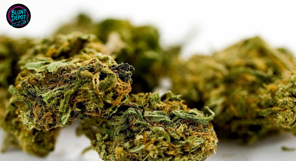 Close-up of several cured cannabis flower buds with amber pistils.