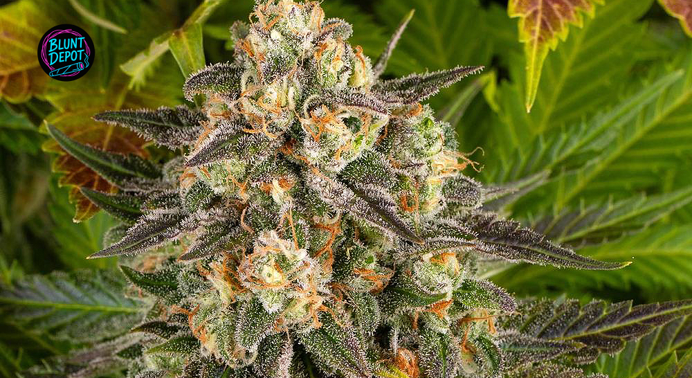 Biscotti Weed Strain