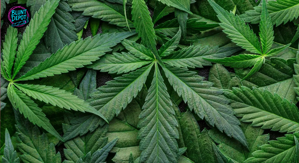 Weed delivery in Great Neck