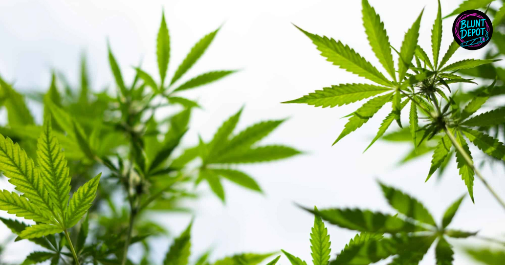Cannabis plant leaves viewed from below against a bright white sky.