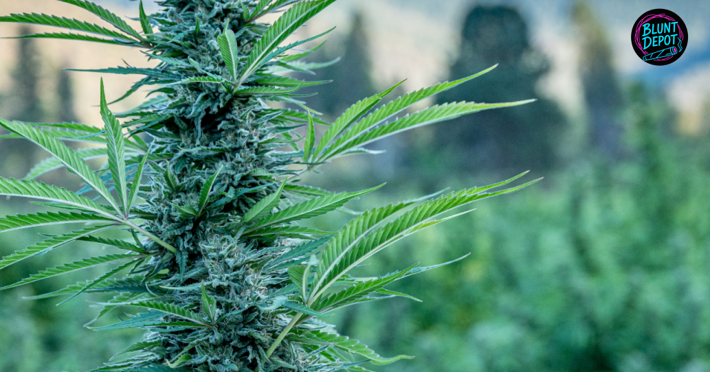 A mature, resinous cannabis flower ready for harvest in an outdoor field.