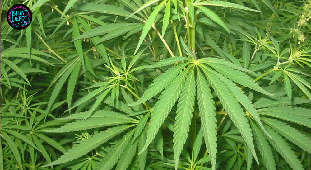 A lush canopy of bright green cannabis fan leaves.