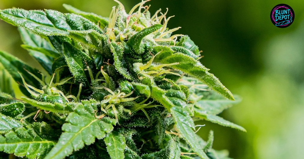 Blueberry Banana Weed Strain