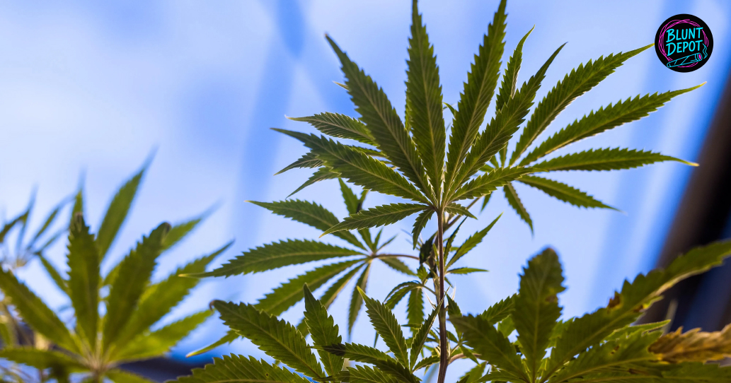 Cannabis leaves reaching toward a bright blue sky.