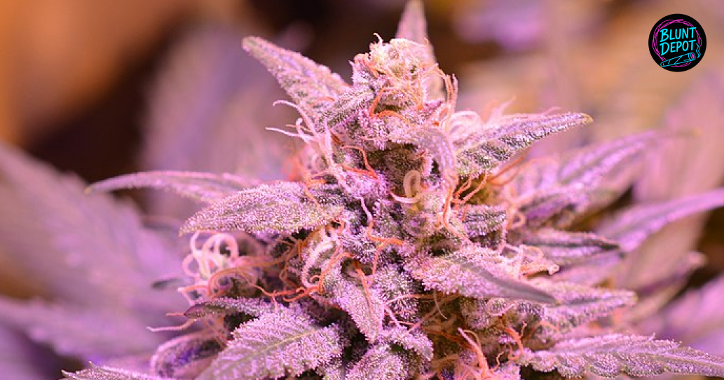 Macro shot of a flowering cannabis bud with purple hues and white trichomes.
