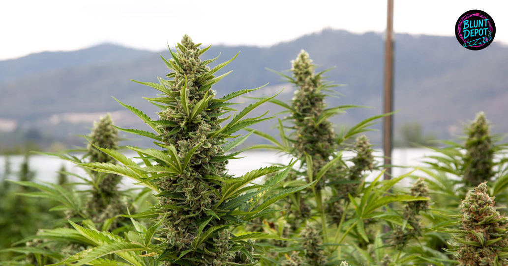 Large, heavy cannabis colas growing in a field with mountains in the background.