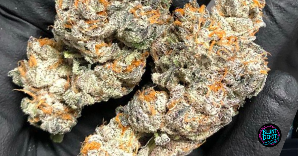 Macro view of thick frosty white trichomes covering a Biscotti cannabis flower.