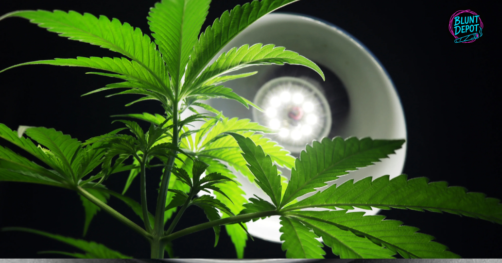 White Cookies Weed Strain