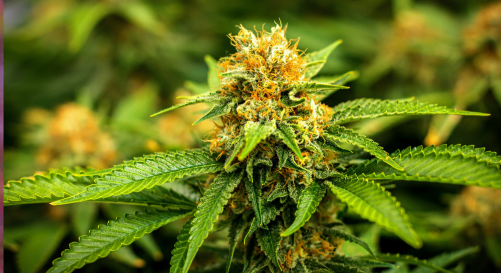 Cannabis plants growing under a professional round LED grow light.