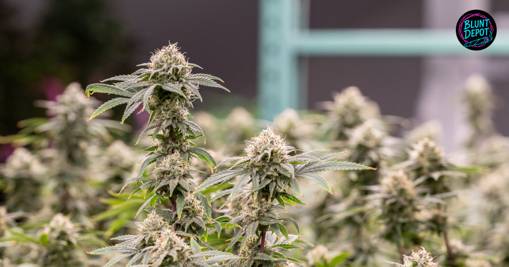 A detailed view of a cannabis cola with white pistils and green leaves.