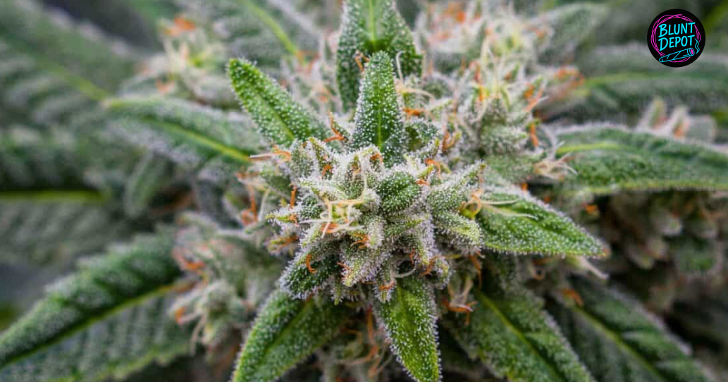 White Chocolate Weed Strain