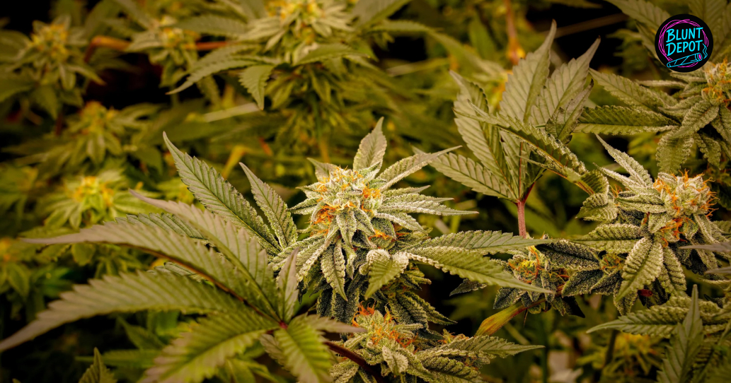 Close-up of a young cannabis bud with white pistils and green leaves.