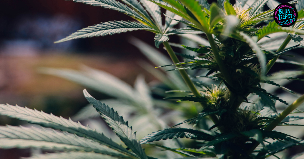 A detailed close-up of a young cannabis bud with white pistils and light green leaves.