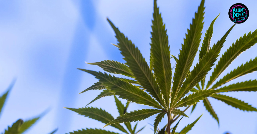 A bright green cannabis fan leaf against a clear blue sky.