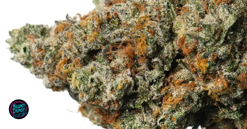 Flat lay of Biscotti buds with cinnamon sticks, vanilla beans, and coffee beans.