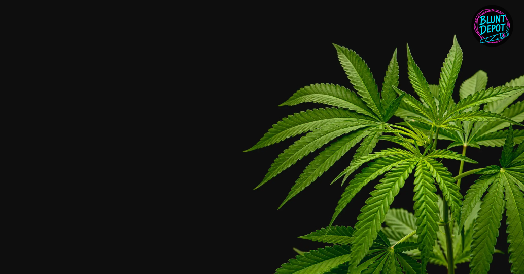 Close-up of a developing cannabis bud with prominent white pistils.