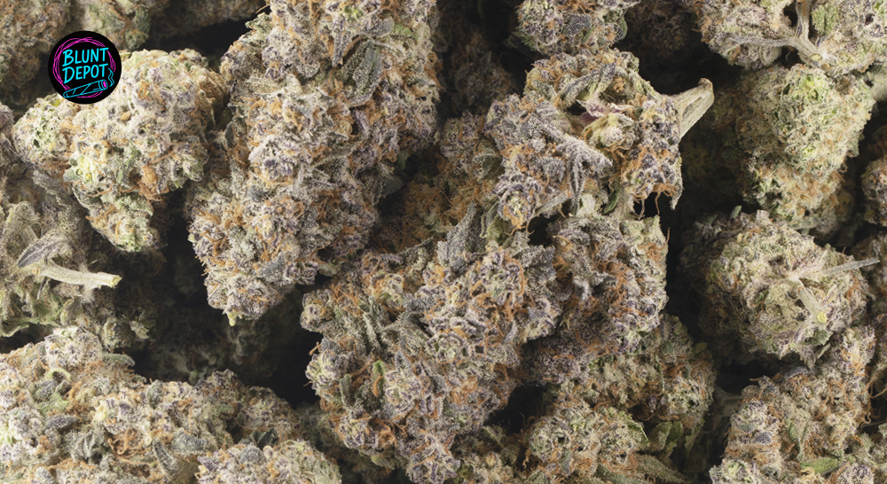 Animal Runtz Weed Strain