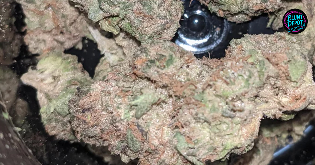 Extreme macro shot of milky white trichomes on an Animal Runtz bud.