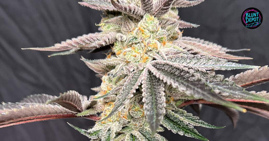 A collection of colorful Apple Fritter buds showing a mix of green, purple, and orange.