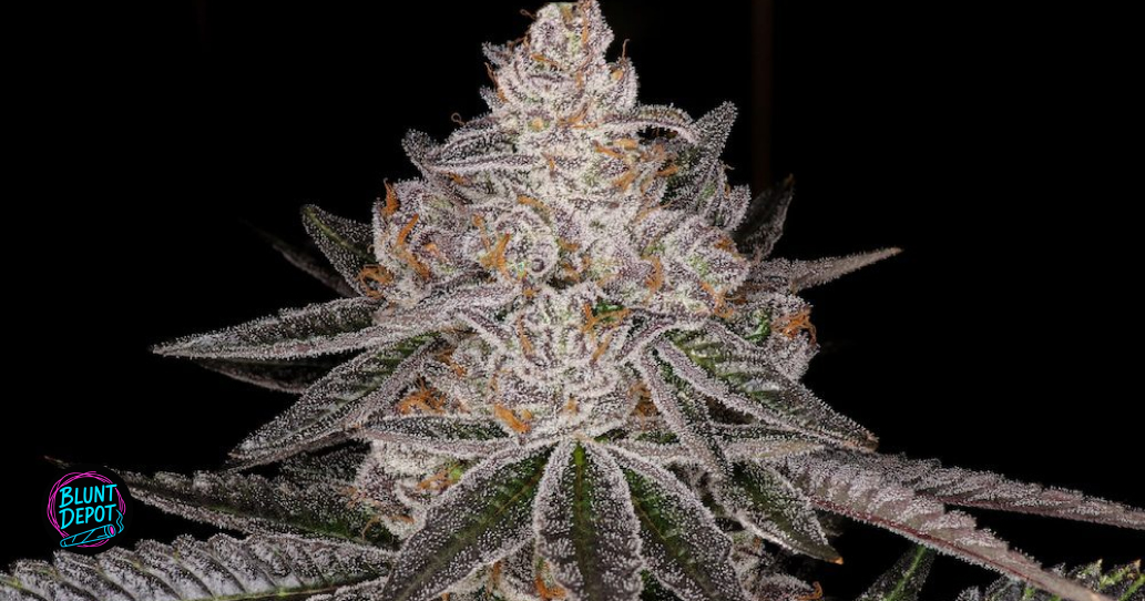Large, resin-heavy Apple Fritter cannabis bud representing top-shelf quality.