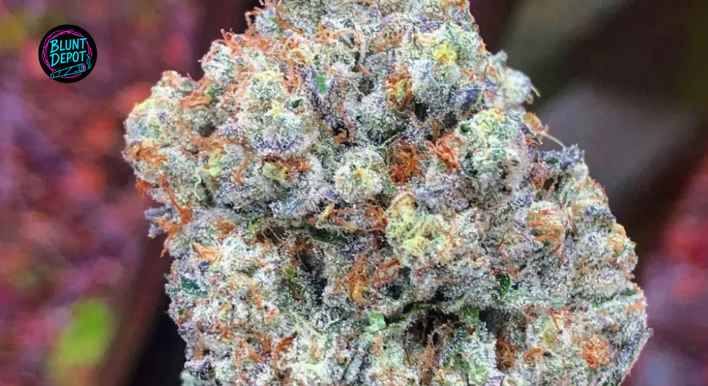 Apple Fritter Weed Strain