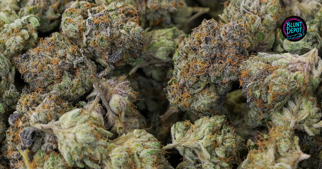 Large, resin-heavy Archive Runtz cannabis bud representing top-shelf dispensary quality.