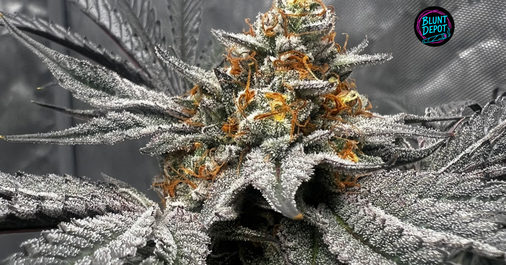 A collection of colorful Archive Runtz buds displaying diverse green and violet shades.