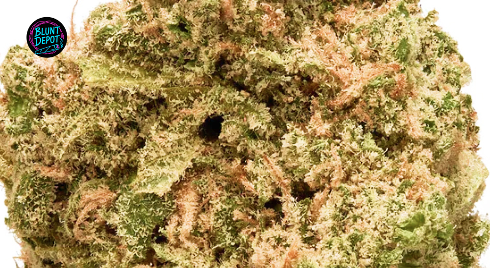 Extreme macro view of milky white trichomes on an Archive Runtz cannabis bud.