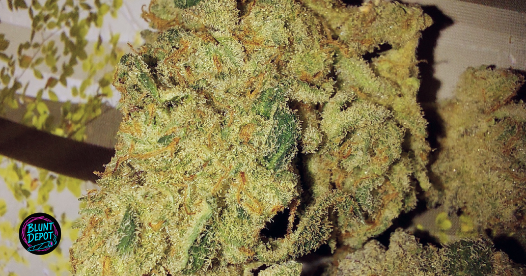 Macro shot of a large, frosty Banana MAC bud against a neutral background.