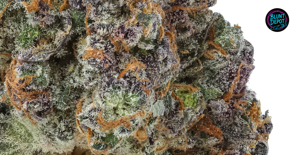 A group of several Banana MAC buds displaying diverse colors from lime green to violet.