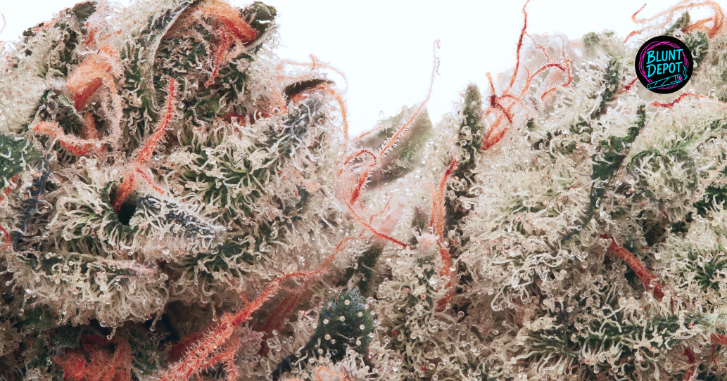 Banana MAC Weed Strain