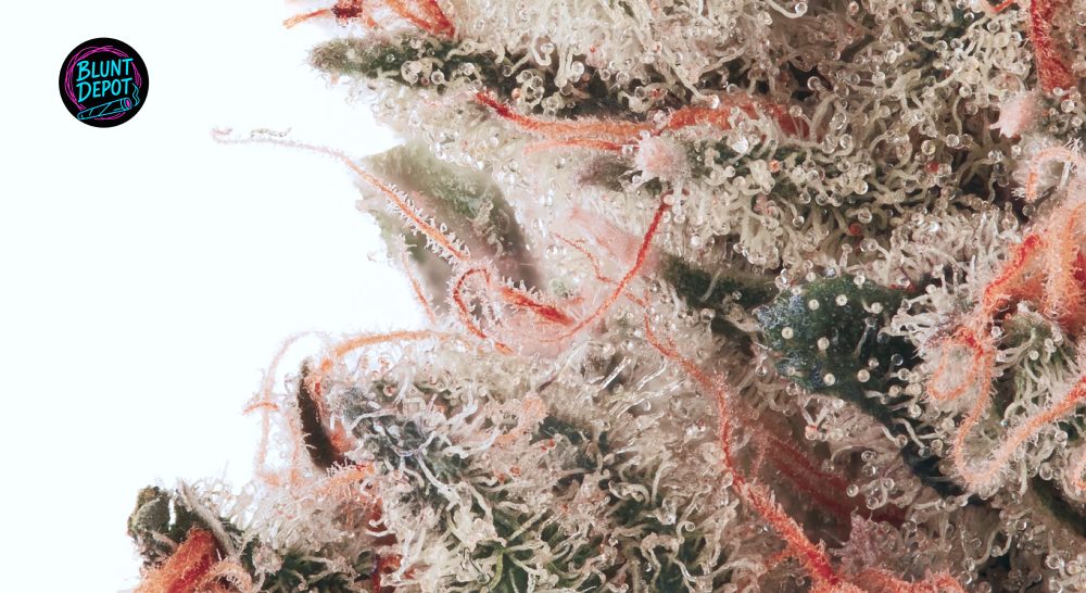 Extreme macro photography of Banana MAC trichomes and sticky resin glands.