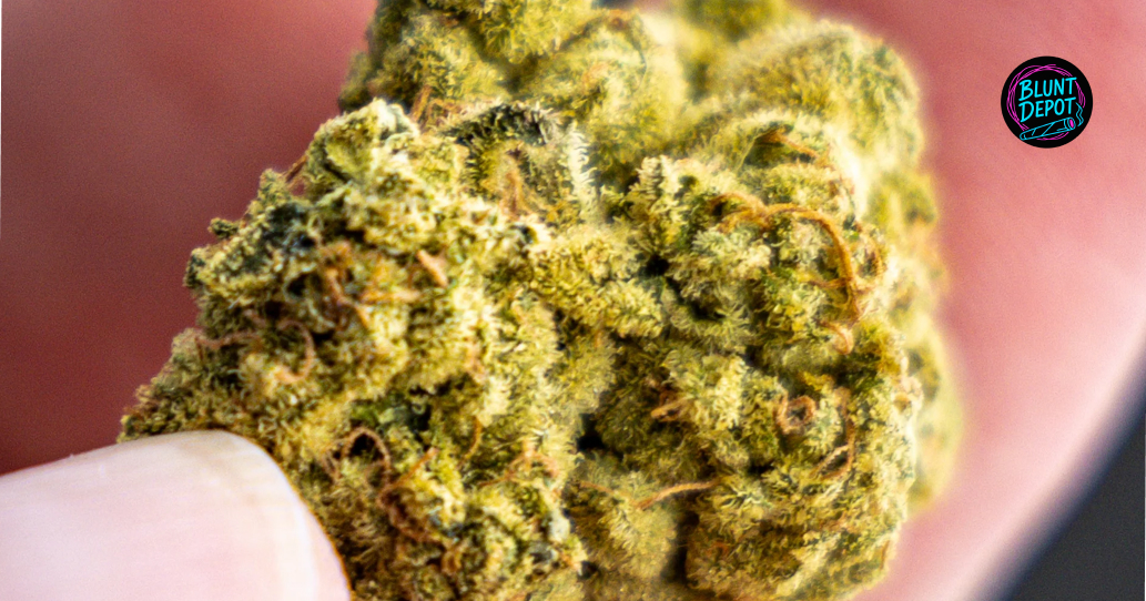 Large, frosty Banjo cannabis bud representing high THC potency.