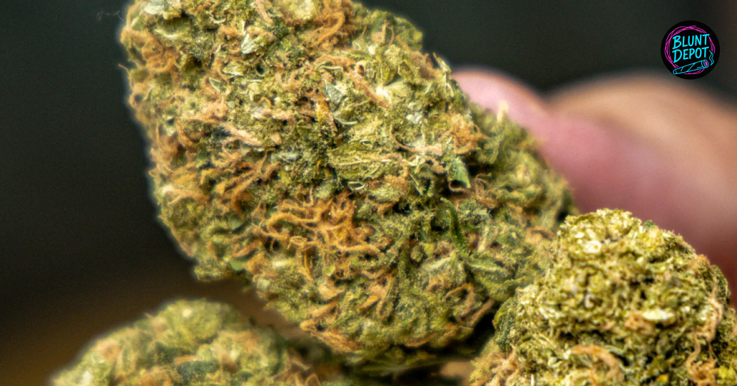 Two high-quality buds representing the parentage of The Soap and Runtz.